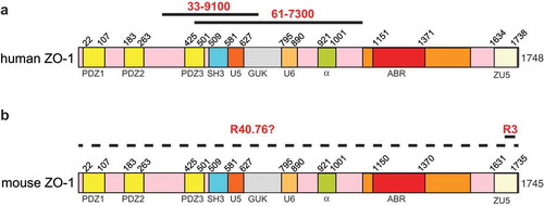 Figure 1. Antigens for anti-ZO-1 antibodies.Schematic diagrams of human (a) and mouse (b) ZO-1, with numbers indicating the position of different structural domains along the respective sequences. Continuous black lines indicate antigens used for the production of the respective antibodies ((a): 33–9100, 61–7300; (b) R40.76 and R3). The dashed line in (b) indicates that the localization of the mouse ZO-1 epitope recognized by R40.76 is not known.