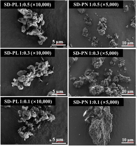 Figure 2. Scanning electron microscopic image of SD-PL and SD-PN particles. SD-PL: co-spray-dried PRF with L-leucine; SD-PN: co-spray-dried PRF with NaCl.