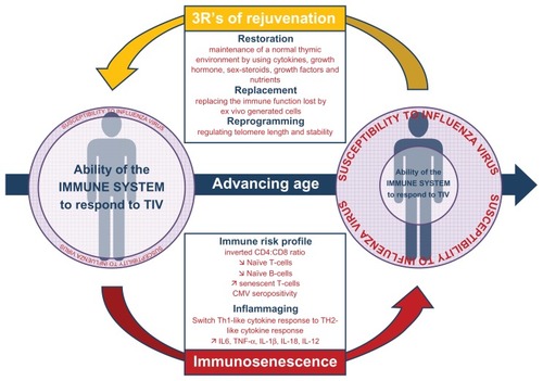 Figure 1 Development of immunosenescence with advancing age and its impact on the ability of the immune system to respond to influenza virus antigen. Potential impacts of immunotherapy of immunosenescence are also presented.