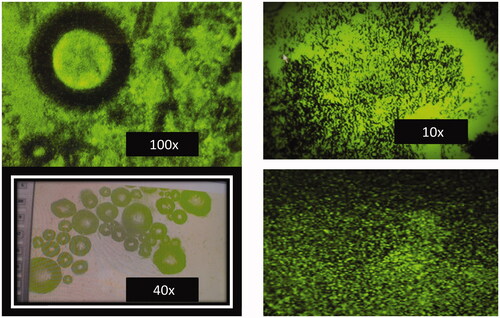 Figure 4. Motic microscopic image of synthesized QDs at different magnifications.