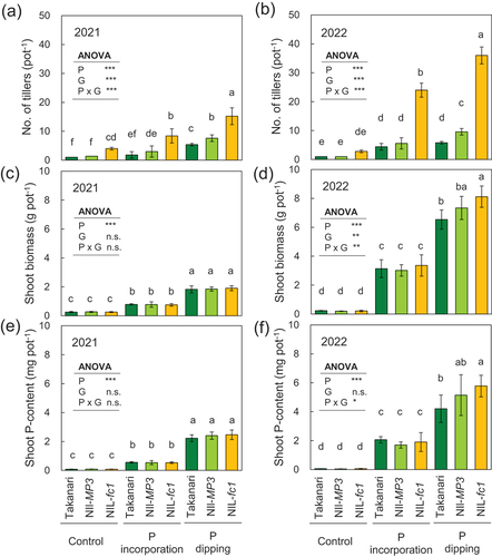 Figure 1. Effects of three different P-application treatments on the number of tillers (a, b), shoot biomass (c, d), and P-content in shoots (e, f) in 2021 and 2022 among”Takanari,” NIL-MP3, and NIL-fc1. *, **, and *** indicate significant effects and interactions between P-application method (P) and genotype (G) at the 5%, 1%, and 0.1% levels, respectively. Different letters represent significant differences among genotypes across P-application treatments at the 5% level based on Tukey’s honestly significant difference test. Error bars represent standard deviation.