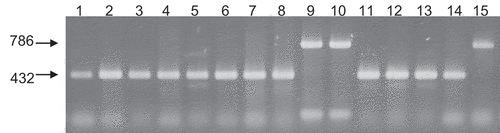 Fig. 6 Multiplex PCR with primers 6, 7, 8 and 9. From left to light: lane 1, CBS267.59; lane 2, MAFF712039; lane 3, Au3-10; lane 4, Au4-3; lane 5, Ty2-7; lane 6, Lt2-12; lane 7, GR2-1; lane 8, GR3-3; lane 9, Y502-H1; lane 10, Y502-M33; lane 11, Y519-31; lane 12, 24-C; lane 13, PrF2; lane 14, Oha3-5; lane 15, Oha3-6. Lanes 1–8 and 11–14 are MAT1-1 and lanes 9, 10 and 15 are MAT1-2.