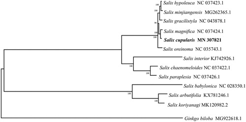 Figure 1. The phylogenetic relationship of 12 species within the Salicaceae species based on neighbour-joining analysis of complete chloroplast genomes. Ginkgo biloba was served as the out-group.