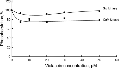 Figure 4. Effects of violacein on Src kinase and CaM kinase. Src kinase (20 ng) and CaM kinase (15 ng) were assayed at 30°C for 20 min. Phosphorylations in the absence of violacein were 0.047 (Src kinase) and 0.54 (CaM kinase) nmol Pi, respectively.