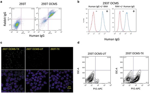 Figure 5. Expression of a functional tandem scFv Anchor on the surface of 293T cells. (a) 293T cells and 293T OCMS™ cells were analyzed by flow cytometry for capture of rabbit and human IgG, after incubation with the RAH (AB14), the human 1B8 IgG, and detection with secondary reagents APC anti-rabbit IgG (AB5) and Alexa Fluor 488® anti-human IgG (AB1). (b) 293T OCMS™ cells were tested for human IgG (1B8 mAb) binding under the following conditions: (left panel) Human IgG was added, with or without the RAH (AB14), (right panel) RAH (AB14) was added, with or without human IgG. Human IgG was detected by flow cytometry with an Alexa Fluor 488® anti-human IgG (AB1). (c) 293T OCMS™ (left column) or 293T cells (right column) were transfected with plasmids encoding the A12 mAb, which binds types I and II PV, and compared with un-transfected 293T OCMS™ cells (middle column) for capture of human IgG on their outer plasma membrane. Following transfection, cells were cultured in the presence of the RAH (AB14) overnight, then trypsinized, and bound human IgG was detected with an Alexa Fluor 488® anti-human IgG (AB1). Confocal images are shown with DAPI staining (blue) (lower row) and without (upper row). Scale bar = 10 µm. (d) Transfected (TX) (right panel) and untransfected (UT) (left panel) 293T OCMS™ cells were incubated with the RAH (AB14) overnight, removed from the plate with Trypsin, incubated with biotinylated type I poliovirus (PV1) and APC streptavidin (AB4), and analyzed by flow cytometry.