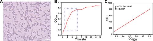 Figure 2 Characterization of E. coli BL21(AI). (A) Optical microscope image of gram staining of E. coli BL21(AI) (1000 × magnification), the scale bar is 1 µm. (B) Growth curve of E. coli BL21(AI) at 37 °C, 220rpm. (C) Bacterial counting corresponding to OD600.