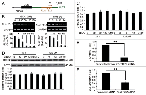 Figure 5. 3BDO could downregulate FLJ11812 and did not affect TGFB2 expression. (A) Positions of the 2 primers used in qPCR. (B) RT-PCR analysis of the level of FLJ11812 in HUVECs treated with different concentrations of 3BDO for 24 h and with 120 μM 3BDO for various times. (C) qPCR analysis of the mRNA level of TGFB2 in HUVECs treated with concentrations of 3BDO for 24 h and 120 μM 3BDO for various times. (D) Western blot analysis of TGFB2 protein level and quantification. (E and F) qPCR analysis of levels of FLJ11812 and TGFB2 in HUVECs treated with scrambled siRNA or FLJ11812 siRNA for 36 h. *P < 0.05. **P < 0.01, n = 3.