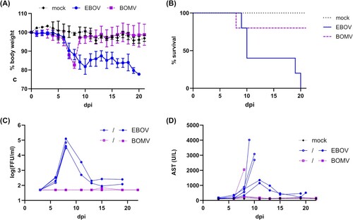 Figure 3. In vivo characterization of recombinant BOMV in infected huNSG-A2 mice. (A) Weight loss in EBOV and BOMV infected mice. Mice were infected intranasally with EBOV (n = 5) or BOMV (n = 5), whereas mock-infected mice (n = 3) received 20 μL DMEM. Means and standard deviations for each group are shown. A nonparametric Mann-Whitney test indicated significant differences between results for mice infected with BOMV and EBOV (p = 0.0147). dpi = days post-infection. (B) Kaplan-Meier survival curves of EBOV and BOMV infected mice. A log-rank (Mantel-Cox) test indicated statistically significant differences between BOMV and EBOV-infected mice (p = 0.0350). (C) Viremia and (D) AST levels in the blood of EBOV and BOMV surviving and non-surviving mice. Individual animals are shown, with non-survivors and survivors indicated as empty circles/squares or filled circles/squares, respectively. dpi = days post-infection.