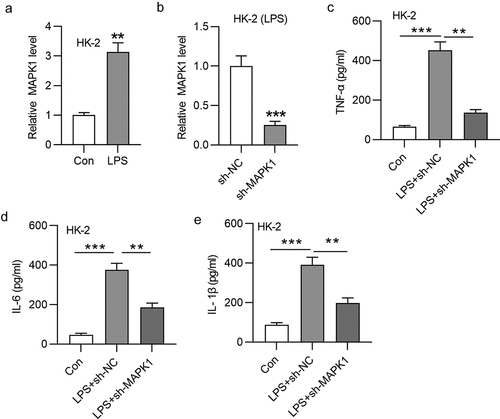 Figure 1. MAPK1 knockdown suppresses inflammatory response in LPS-induced HK-2 cells