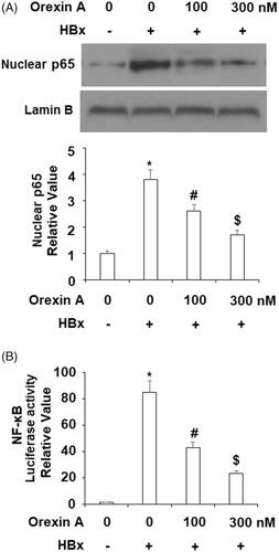 Figure 9. Orexin A treatment inhibited HBx-induced activation of NF-κB in L-02 hepatocytes. L-02 normal hepatocytes were transfected with HBx-encoding plasmids. After 24 h, cells were treated with orexin A at the concentrations of 100 and 300 nM for another 24 h. (A) Nuclear translocation of p65; (B) Luciferase activity of NF-κB (*, #, $, p < .01 vs previous column group).