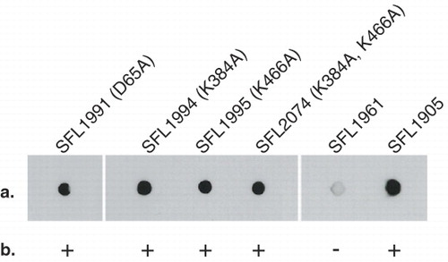 Figure 4.  Functional analysis of GtrIc mutants. Transformed SFL1416 serotype 1a harbouring mutated GtrIc constructs were assayed for host 1a to 1c serotype conversion. GtrIc point mutations are annotated in parentheses with their SFL1416-derived host. Comparisons of mutant strains can be made with the SFL1961 containing empty pBCSK+ vector and with SFL1905 containing wild-type gtrIc in pNV1650. (a) Colony immunoblots showing detection of S. flexneri serotype 1c LPS in all mutant strains. (b) Slide agglutinations complemented colony immunoblot readings, showing GtrIc activity in all mutants. Binary scoring was used for positive and negative agglutination tests.