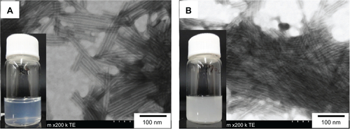 Figure S5 STEM images and macroscopic appearance (insets) of (A) nontreated and (B) heat-treated 10% PEG-ONT in PBS buffer.Notes: Freeze-dried 10% PEG-ONT (~6 mg) was untreated or treated at 170°C for 5 min, 5 mL of PBS buffer was added and the mixtures were sonicated for 5 min in a bath sonicator. Turbid dispersion indicated the phase separation of PEG-lipid 2 from 10% PEG-ONT and nanotube aggregated in PBS buffer. Dissociation of 2 did not significantly destroy the nanotube structure.Abbreviations: min, minutes; ONT, organic nanotube; PBS, phosphate-buffered saline; PEG, polyethylene glycol; STEM, scanning transmission electron microscopy.
