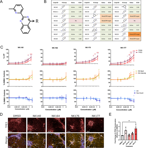 Figure 4. A novel chemical series which modulates TFEB and TFE3 regulation and lysosome activity. (A, B) a series of novel analogs of NK140 was assessed in concentration response at 24 h treatment time for toxicity and activity across the panel of assays. (C) TFEB and TFE3 translocation was confirmed to be induced by the hit compound NK140 but not the negative compound NK164. TFEB and TFE3 translocation is also induced by the analogs NK176 and NK177. DQ Red BSA signal was seen to be slightly, but not-significantly, increased. NK140, NK176 and NK177 show a small reduction in nuclear count from 0.75 µM without increases in AK, suggesting a small anti-proliferative effect over 48 h treatment. n = 3 for all above assays, mean ± s.d. *p < 0.05, **p < 0.01, *** p < 0.001, **** p < 0.0001 Two-way ANOVA with Dunnett’s multiple comparisons test. (D) iPSC-derived i3Neurons treated with compounds as shown were stained with DAPI (blue), and immunostained for MAP2 (yellow) and TFE3 (red). Scale bars: 50 µm. (E) Nuclear translocation of TFE3 was quantified, showing a significant relocalization by the active compound NK177 (n = 3 for all above assays, mean ± s.d.; One-way ANOVA with Dunnett’s multiple comparisons test).