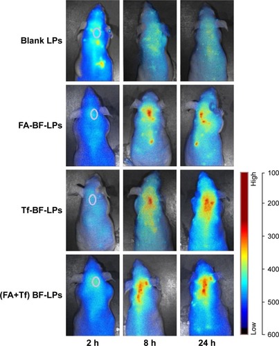 Figure 5 In vivo optical imaging of xenografts at different time intervals after administration of different DiR-labeled BF LPs.Note: The range from blue to red represents the changes in fluorescence intensity from weak to strong.Abbreviations: FA, folic acid; Tf, transferrin; BF, bufalin; LP, liposome.