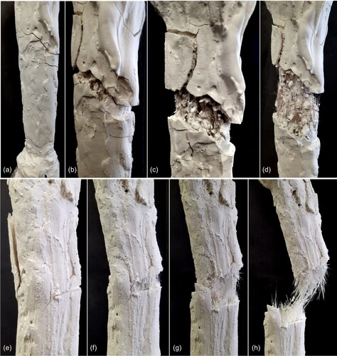 Figure 8. Failed specimens from sample groups 1 and 4, with hessian (group 1, a – d) and CFG (group 4, e – h). Hessian fibres did rupture but the wad specimen did not break entirely, continuing to function on a very small loading. CFG scrim did ultimately break the wad specimen into two.