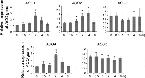 Figure 3. GR24 differentially regulates ACO gene expression in dark-grown seedlings. Quantitative RT-PCR analysis of ACO genes in wild-type seedlings treated with 5 μM GR24. Seedlings were harvested at the indicated times after GR24 treatment and used for analysis. Error bars represent the standard deviation (SD) for three replicates. * P < .05, ** P < .005, Student’s t-test