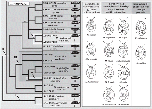 Fig. 4. Molecular phylogeny of the ITS-2 DNA Barcode in comparison to the morphotypes in Microglena. The phylogenetic tree represents a majority-rule consensus of five equal trees (120 steps) calculated by maximum parsimony in PAUP. The asterisk marks the only branch that varies among the five trees. Morphotypes I–III are characterized by chloroplast shape and the shape and position of the pyrenoid. Each species is documented by a line drawing and grouped according to morphotype.