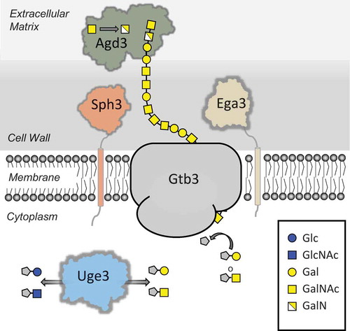 Figure 1. GAG polysaccharide biosynthetic pathway. Schematic representation of the proteins involved in (i) production of the GAG activate sugar nucleotide precursors (Uge3), (ii) polymerization and transport across the membrane (Gtb3), and (iii) hydrolysis (Sph3/Ega3) and deacetylation (Adg3) of the mature polymer. Abbreviations: Glc, Glucose; GlcNAc, N-acetylglucosamine; Gal, Galactose, GalNAc, N-acetylglucosamine; GalN, Galactosamine. UDP is denoted by a grey pentagon.