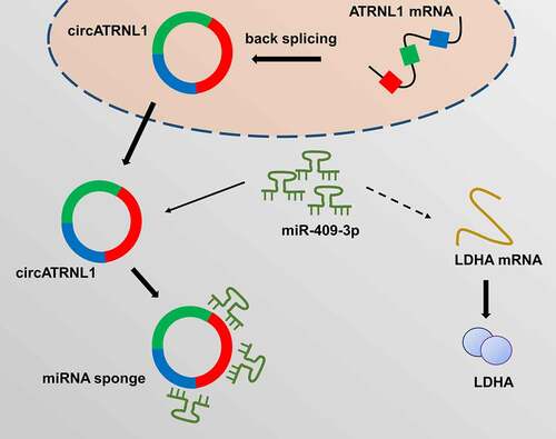 Figure 5. circATRNL1/miR-409-3p/LDHA axis promoted the osteosarcoma aerobic glycolysis