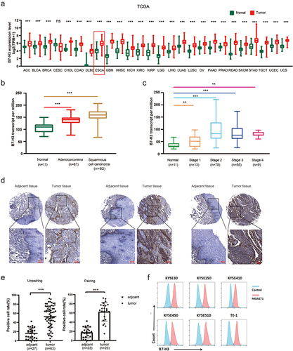 Figure 1. B7H3 is highly expressed in ESCC tissues and cell lines. (a) Differential expression profile analysis of B7-H3 in tumor and adjacent tissues based on the TCGA database. (b) The transcript expression levels of B7-H3 in different types of esophageal cancer tissues were analyzed based on TCGA database. (c) The transcript expression levels of B7-H3 in different stages of esophageal cancer were analyzed based on TCGA database. (d) Representative images of immunohistochemistry staining of B7-H3 on ESCC tissue microarrays were shown. (e) Statistical graph of the tissue microarray unpairing and pairing analysis. (f) Flow cytometry results of B7-H3 expression in ESCC cells and MGA271 is a positive antibody to B7-H3. All data are shown as means±S.D. The asterisks (*, **, ***) indicate statistical significance (p < .05, p < .01, p < .001, respectively).