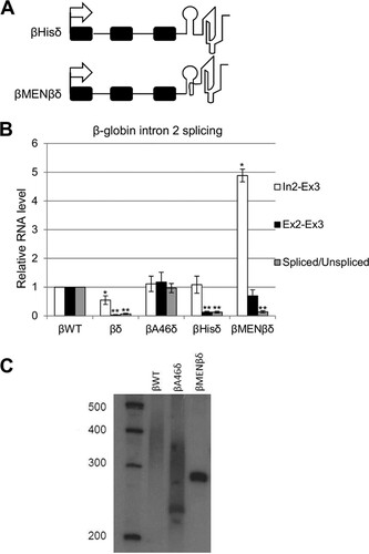 FIG 2 Stable, nonpolyadenylated 3′ ends do not support β-globin splicing. (A) Diagrams of βHisδ and βMENβδ genes integrated into HEK cells. The symbols are the same as in Fig. 1A. The histone stem-loop and MENβ RNA triplex are represented diagrammatically. (B) Quantitation of RT-qPCR results for analysis of β-globin exon 2 and 3 splicing in cells expressing βWT, βδ, βA46δ, βHisδ, or βMENβδ. The level of each RNA species was normalized to the GAPDH mRNA level and is shown relative to that recovered from βWT cells, which was given a value of 1. (C) Northern blot analysis of cells transfected with βWT, βA46δ, and βMENβδ plasmids. RNAs were cleaved by an oligonucleotide targeting β-globin exon 3 before being resolved in the gel. The gel was probed with a 5′-labeled probe targeting exon 3. All error bars represent standard deviations for at least three biological replicates. *, P < 0.05; **, P < 0.01.