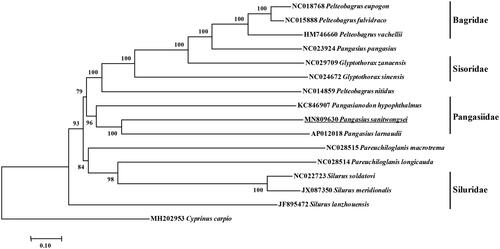 Figure 1. Molecular phylogeny of Pangasius sanitwongse and other Siluriformes varieties based on complete mitogenome. The phylogenic tree is constructed by neighbor joining method with 1000 bootstrap replicates. The mtDNA sequences are downloaded from Genbank, The sequence data for phylogenetic analyses used in this study were as follows: Pelteobagrus eupogon (NC018768), Pelteobagrus fulvidraco (NC015888), Pelteobagrus vachellii (HM746660), Pangasius pangasius (NC023924), Glyptothorax sinensis (NC024672), Glyptothorax zanaensis (NC029709), Pelteobagrus nitidus (NC014859), Pangasianodon hypophthalmus (KC846907), Pangasius larnaudii (AP012018), Pareuchiloglanis macrotrema (NC028515), Pareuchiloglanis longicauda (NC028514), Silurus soldatovi (NC022723), Silurus meridionalis (JX087350), Silurus lanzhouensis (JF895472) and Cyprinus carpio (MH202953).