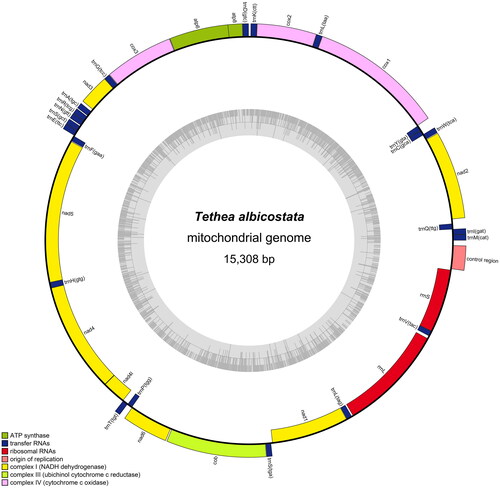 Figure 2. The complete mitochondrial genome map of Tethea albicostata. Genes belonging to different functional groups are color coded. Genes are shown outside and inside the outer circle are transcribed counterclockwise and clockwise, respectively. The inner circle represents the GC% along the mitochondrion.
