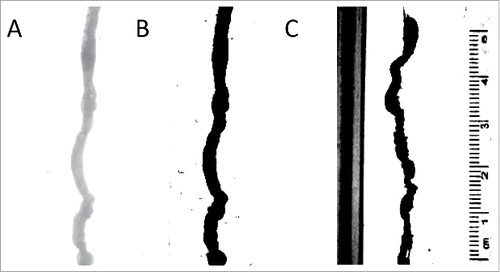FIGURE 6. Analysis of video recordings. (A) An image of the organ with no contrast. The analysis program finds this difficult to analyze;(B) An image of the organ with full contrast; the black organ is easily measured by the analysis program; (C) An example of the image without covering up calibration markings and sides of the organ bath – the program in this case spuriously records calibration markers as part of the organ.