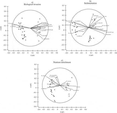 Fig. 2. Canonical analysis of principal coordinates (CAP) showing the discriminant-type ordination of macroalgal samples subject to minor, intermediate and strong impact under three different stressors: biological invasion (a), sedimentation (b) and nutrient enrichment (c). Data are from destructive samples collected in the artificially manipulated habitats (Fig. 1) after one year of exposure to the stressors. CAP1 and CAP2 are the first two principal axes that maximize the group differences among samples exposed to minor, intermediate and strong stress; superimposed vectors indicate macroalgal species that are more or less responsible for observed differences among groups of samples. Vectors correspond to Pearson correlations of individual species with the resulting CAP axes; direction and length of vectors indicate respectively the sign (increasing/decreasing) and strength (correlation value) of the relationship with the CAP axes. ○ reference conditions, ▼ intermediate impact, ● strong impact. A. vidovichii = Acrodiscus vidovichii, A. piliferum = Antithamnion piliferum, C. prolifera = Cladophora prolifera, F. petiolata = Flabellia petiolata, H. tuna = Halimeda tuna, H. crispella = Heterosiphonia crispella, L. chondrioides = Laurencia chondrioides, M. microphylla = Meredithia microphylla, O. pelagosae = Osmundea pelagosae, P. crassum = Palmophyllum crassum, Poly. furcellata = Polysiphonia furcellata, P. subulifera = Polysiphonia subulifera, P. furcellata = Pseudochlorodesmis furcellata, W. setacea = Womersleyella setacea, Z. typus = Zanardinia typus.