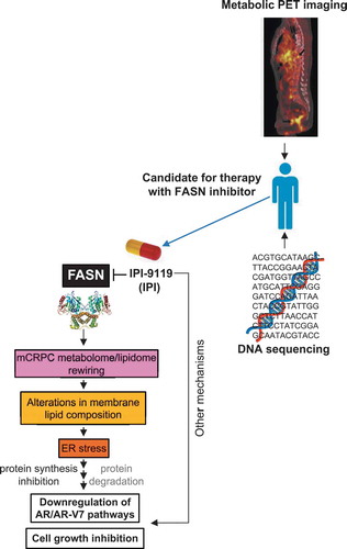 Figure 1. Therapeutic effects of FASN inhibition.The FASN inhibitor IPI-9119 (IPI) induces a metabolic reprogramming that affects lipid synthesis and membrane composition resulting in the induction of ER stress response [i.e., Protein kinase R (PKR)-like endoplasmic reticulum kinase (PERK) arm]. This is associated with global protein synthesis and more specifically AR pathway deregulation. Precision medicine approaches to select the best candidates for treatment can be based on metabolic imaging (e.g., 11C-acetate) or DNA sequencing to identify genetic alterations that induce dependence on de-novo lipid synthesis. The PET/computerized tomography fused image included in the figure was kindly provided by Prof. Umar Mahmood (Massachusetts General Hospital, Boston, MA). Black arrows indicate metastatic sites. AR = androgen receptor, AR-V7 = androgen receptor, splicing variant V7, ER = endoplasmic reticulum, FASN = fatty acid synthase, mCRPC = metastatic castration-resistant prostate cancer, PET = positron emission tomography.