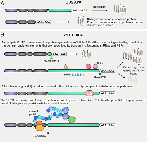 Figure 3. APA can affect protein synthesis in multiple ways. CDS APA can result in the production of multiple mRNA isoforms that can differ in both terminal exon and 3’UTR length and content, causing the possible production of truncated and/or non-functional proteins. 3’UTR APA results in the production of mRNA isoforms with identical CDS but different 3’UTRs. A change in 3’UTR content can cause a switch in translation state, a change in localization of the mRNA molecule, as well as changes in protein–protein interactions.