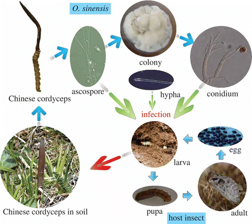 Figure 1. Schematic diagram showing the life cycle of O. sinensis.