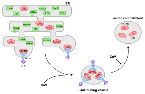 Figure 1. Model for the vesicle-mediated segregation of EDEM1 and OS9 from the mammalian ER. CANX: calnexin; CALR: calreticulin; HSPA5: 78 kDa glucose-regulated protein/BiP; PDI: protein disulfide isomerases. Note that it remains to be established whether LC3-I binds SEL1L directly (i.e., to the cytosolic, proline rich tail) or indirectly through an adaptor associated with the transmembrane or the cytosolic domains of SEL1L.