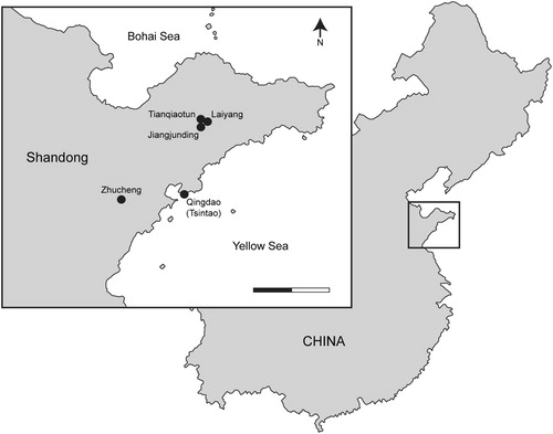 FIGURE 1. Map of the Shandong peninsular region showing source localities for the Tanius sinensis holotype skeleton (PMU 24720/1–32) and referred elements (PMU 22481, PMU 22482, PMU 22483, PMU 24721). Scale bar equals 100 km.