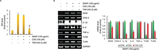 Figure 2. Effect of TLR2 and TLR4 on SNAP-mediated production of immunostimulatory factors in RAW264.7 cells. RAW264.7 cells were pretreated with C29 (TLR2 inhibitor, 100 μM) or TAK-242 (TLR4 inhibitor, 5 μM) for 2 h and co-treated with SNAP (100 μg/ml) for 24 h. NO level (A) and mRNA level (B) were measured by Griess assay and RT-PCR, respectively.