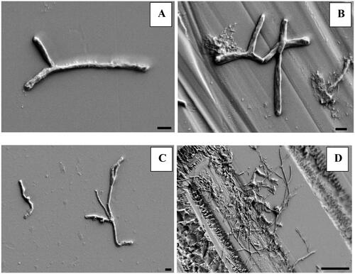 Figure 5. Scanning electron micrograph showing individual bacterial cells on smooth (A) and frosted (B) surface of glass slides at depth of 5.5 m and clusters of bacterial cells on smooth (C) and frosted (D) surface of slide at depth of 3 m. Black bar denotes 1 μm on images A, B, C, and 10 μm on image D. Images were taken with field-emission scanning electron microscope.