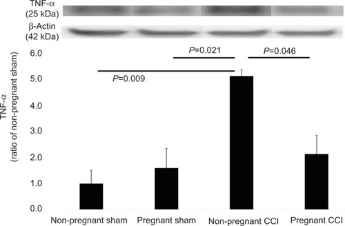 Figure 2 Expression of TNF-α in the L4-5 spinal dorsal horn mediated by pregnancy in a CCI model. The CCI surgical procedure increased the expression of TNF-α in the spinal dorsal horn of the non-pregnant CCI group compared with the non-pregnant sham groups. Expression of TNF-α was reduced in the pregnant CCI group compared with the non-pregnant CCI group. Data were analyzed using Dunnett’s test, n=3.