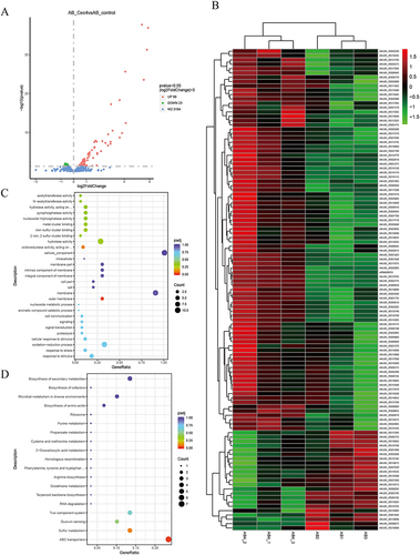 Figure 2 The transcriptome analysis of A. baumannii inhibited by Cec4. (A) The volcanic map of A. baumannii differential gene before and after treatment with subinhibitory concentration Cec4. (B) The differential gene expression heat map in different groups. After standardization, green indicated down-regulated gene, while red indicated up-regulated gene. (C) The results of DEGs’ GO enrichment analysis. The size of bubble represents the number of genes enriched in this Term, and the color of bubble represents the enriched padj value. (D) The results of DEGs’ KEGG enrichment analysis. The size of bubble represents the number of genes enriched in this pathway, and the color of bubble represents the enriched padj value.