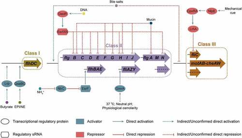 Figure 4. Regulation of flagellar gene expression by environmental factors in EHEC O157:H7. Environmental signals, including butyrate, mucin, bile salts, epinephrine/norepinephrine (EPI/NE), mechanical cue, temperature, pH, osmolarity, and DNA and ammonium concentrations, affect EHEC O157:H7 flagellar motility and biosynthesis.