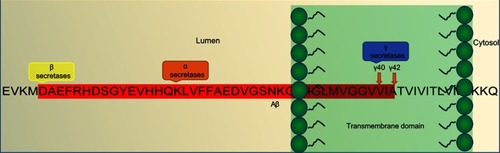 Figure 2 An overview of the Aβ-pathogenesis hypothesis.Note: Amino-acid sequence of the Aβ fragment and location of action of α-, β-, and γ-secretases in diseased neurons within a diseased amyloidogenic pathway.Abbreviation: Aβ, amyloid β.