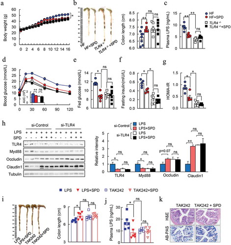 Figure 7. Inhibition of TLR4 signaling contributed to anti-obesity effect spermidine. (a-g) Effect of spermidine on TLR4 −/- mice. Mice body weight (a), colon length (b), plasma LPS levels (c), GTT (d), fed glucose (e), fasting insulin (f), HOMA-IR (g). (h) Immunoblots of TLR4, Myd88, Occludin, Claudin1 in Caco-2 cells transfected with TLR4 siRNA. n = 3, experiments were repeated three times. (i) Colon length, (j) plasma LPS levels and colon H&E and AB-PAS staining (k) of TAK242 treated mice (n = 6). Data were presented as the means ± SEM, * p < .05, ** p < .01. ns, not significant