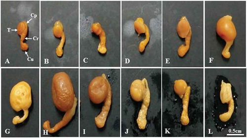Figure 1. Photographs showing the size and morphological changes of the testis and epididymis of Korean Rhinolophus ferrumequinum korai according to month. From the middle of October to the middle of March the following year (the hibernating period), the size of testicles gradually decreased. The size of testes began to gradually increase from April (the awakening period). It showed the largest size in August (the active period). A, January; B, February; C, March; D, April; E, May; F, June; G, July; H, August; I, September; J, October; K, November; L, December. Cp, caput epididymis; Cr, corpus epididymis; Cu, cauda epididymis; T, testis.