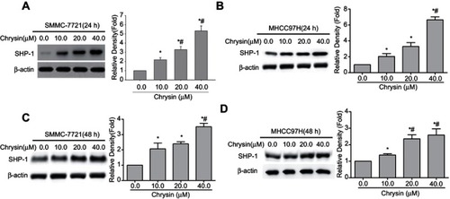 Figure 3 Chrysin induces SHP-1 protein expression in SMMC-7721 cells and MHCC97H cells. Western blot was used to detect the SHP-1expression in SMMC-7721 cells treated with chrysin for 24 hrs (A) or 48 hrs (C), β-actin was used as an internal control. (B) MHCC97H cells were treated with chrysin for 24 hrs (B) or 48 hrs (D), and then the SHP-1 protein expression was detected. β-actin was used as an internal control. *p<0.05 vs 0.0 μM chrysin group; # p<0.05 vs 10.0 μM chrysin group.