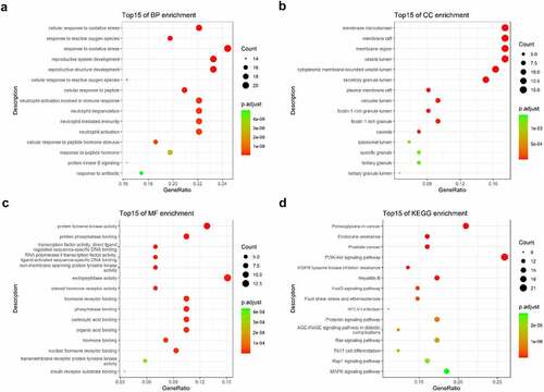 Figure 3. GO and KEGG enrichment analysis. (a) The top 15 significantly enriched terms in biological process (BP); (b) The top 15 significantly enriched terms in cellular component (CC); (c) The top 15 significantly enriched terms in molecular function (MF); (d) The top 15 significantly enriched terms in KEGG pathway. Gene ratio = count/set size