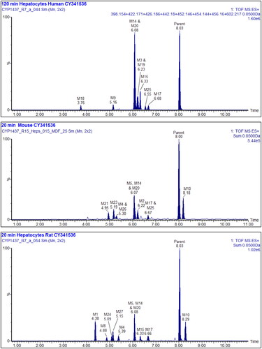 Figure 2. Upper: Summed XIC of all the metabolites of Inh 1 found in 120 min human hepatocyte samples, Middle: Summed XIC of all the metabolites found in 20 min mouse hepatocyte samples Lower: Summed XIC of all the metabolites found in 20 min rat hepatocyte samples Unfilled peaks are considered to arise from endogenous material.