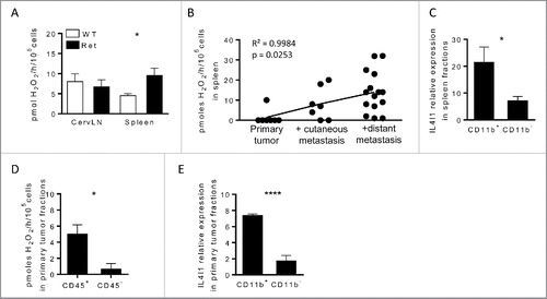 Figure 1. IL4I1 is mainly expressed by myeloid cells and correlates with disease progression in Ret mice (A and D) IL4I1 activity in cervLN, spleen (A) or tumor fractions (D) from WT (white) or Ret (black) mice. (B) Pearson correlation of IL4I1 activity from spleen of Ret mice depending on the tumor stage. (C and E) IL4I1 expression was measured by qRT-PCR in purified CD11b+ or CD11b− fractions isolated from spleen (C) or primary tumors (E) of Ret mice. Experiments were performed from Ret mice at different stages of melanoma development (A and B), or from 3 to 6-mo old mice exhibiting distant metastasis, respectively (C–E). Data were pooled from at least three independent experiments. *p < 0.05; ****p < 0.0001.
