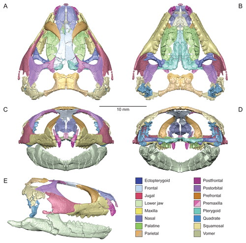 Figure 4. Virtual three-dimensional (3D) reconstruction of the skull and lower jaws of the holotype specimen (USNM PAL 722041) of Opisthiamimus gregori gen. et sp. nov. in A, dorsal, B, ventral, C, anterior, D, posterior and E, right lateral views. Colour key is at the bottom right. Solid colours indicate 3D renderings of a single bone. The mixed colours for the premaxilla and parietal indicate that for each of those bones the 3D renderings of their left and right sides were merged together to create a single, more complete version before reassembly. The left side of the skull and lower jaws is reflected from the better-preserved bones of the right side (except the vomer, pterygoid and ectopterygoid). Both left and right frontals are reassembled here.