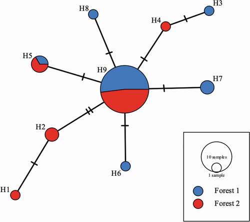 Figure 7. Relationships of the 9 haplotypes generated from trnG intron represented by a median joining network. Each circle represents a different haplotype and the crossed lines represent nucleotide differences