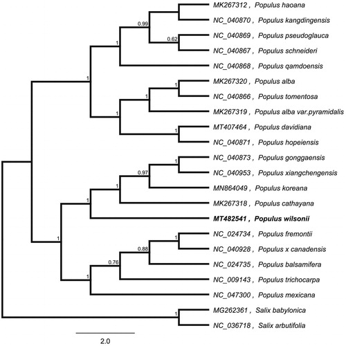 Figure 1. Neighbour-joining (NJ) analysis of P. wilsonii and other related species based on the complete chloroplast genome sequence.