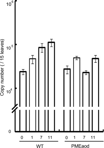 Fig. 2. Quantitation of cell number of the wild-type strain and strain PMEaod on Arabidopsis leaves after 0, 1, 7, and 11 Days.Note: Error bars show the standard deviations of triplicate measurements.